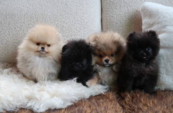 遭动物保护组织抨击数周后 金・卡戴珊再晒4只圣诞赠子博美犬照片