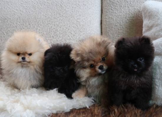 遭动物保护组织抨击数周后 金・卡戴珊再晒4只圣诞赠子博美犬照片