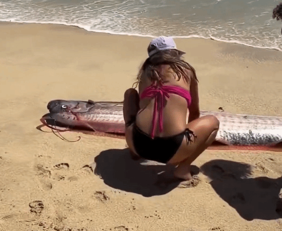 “末日鱼”冲上墨西哥海滩 多名比基尼连手施救