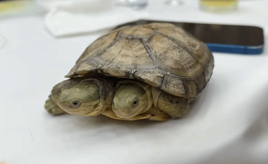 男子饲养罕见双头龟 喂食时2个头还争食！网友：相煎何太急