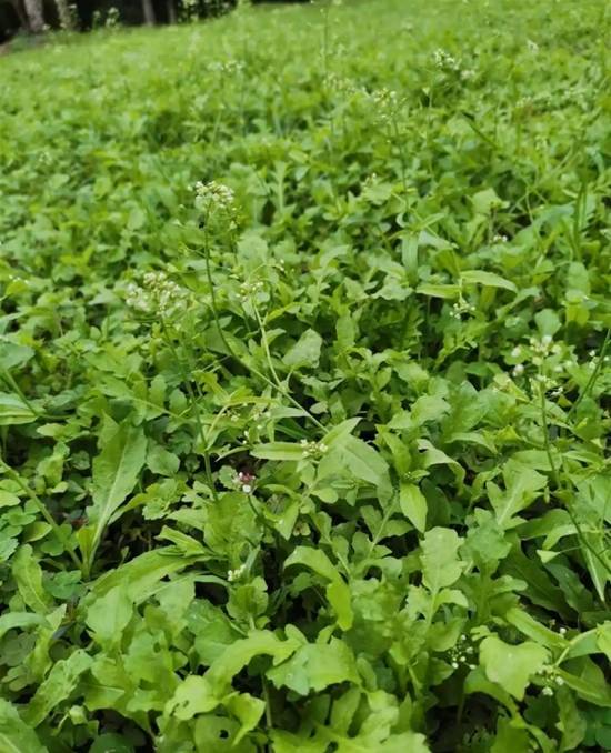 四川的荠菜没人挖登热搜 南北差异引发热议