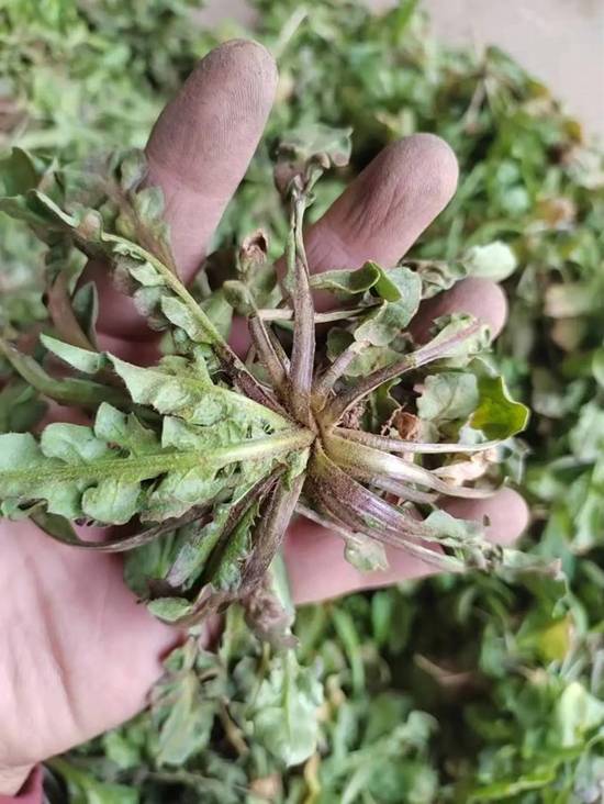 四川的荠菜没人挖登热搜 南北差异引发热议