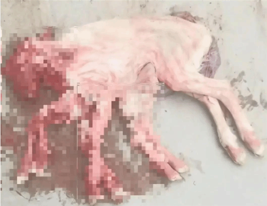 养殖户家降生8条腿"章鱼羊"：夭折后已冷冻 可做标本